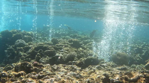 Bubbles Coming out of Coral Reef Vídeo Stock 304096565