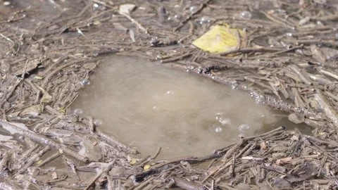 Bubbles coming out from a puddle of water with twigs around Stock Footage 281275333