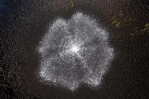 Bubbles create a striking circular pattern on the lake's surface in daylight. Stock Photos