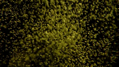 Bubbles dancing in the glass of cider on the black background Stock Footage 107747675
