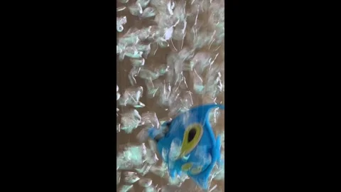 Bubbles Fast &amp; Blue Fish 1 Stock Footage 287159637