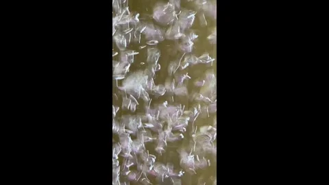 Bubbles Fast Muted Background 1 Stock Footage 287159655