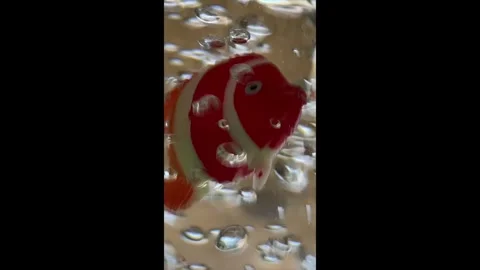 Bubbles Fast &amp; Orange Clown Fish Stock Footage 287159749