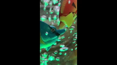 Bubbles Fast Plastic Orange &amp; Yellow &amp; Blue Fish &amp; Plastic Yellow Seahorse Stock Footage 287159752