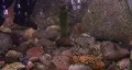 Bubbles In A Fish Tank HD Footage