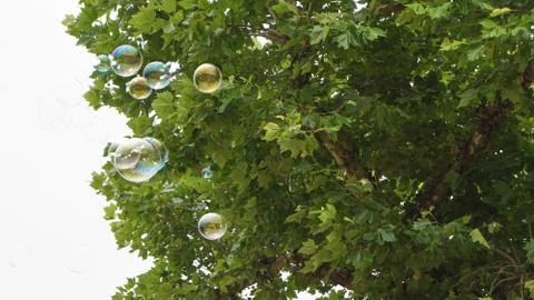 Bubbles in Flight 5 스톡 사진