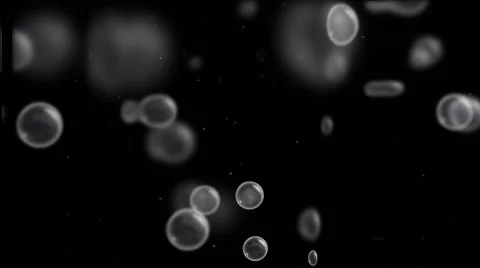 Bubbles floating up animation Stock Footage 62295135
