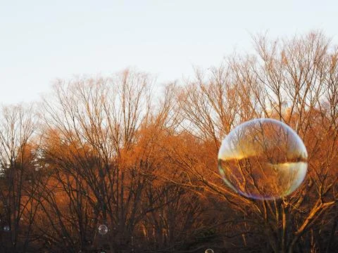 Bubbles floating away in the park, with large one about to burst Stock Photos