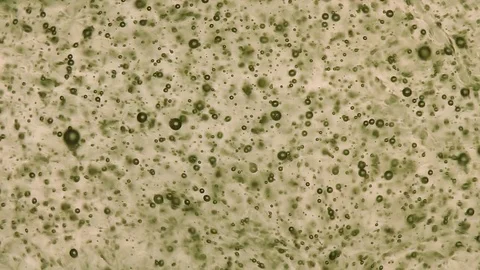 Bubbles floating liquid Stock Footage 81832485