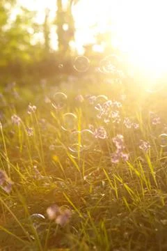 Bubbles floating in meadow Foto stock