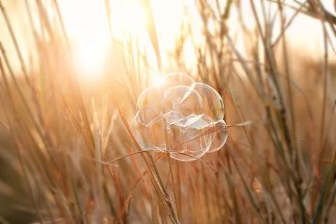 Bubbles on grass in sunset background Fotos Stock