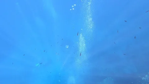 Bubbles made by some divers 動画素材 94228138