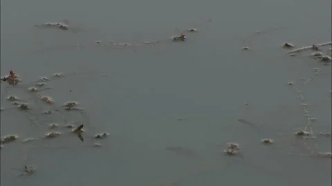 Bubbles in a pond Stock Footage 132294790