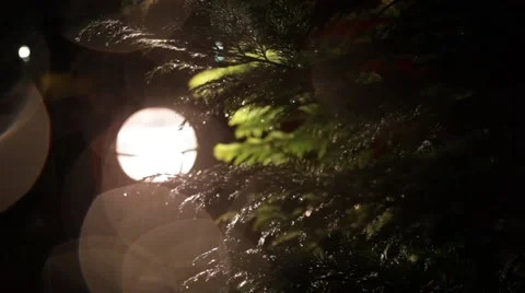 Bubbles Rain Drops on Pine Branches Defocused Stock Footage 61280740