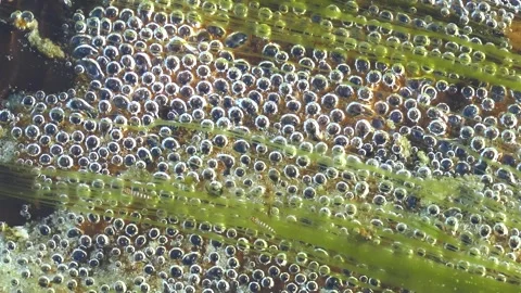 Bubbles rise in a stream with green plants during a sunny day 库存影片 335584057