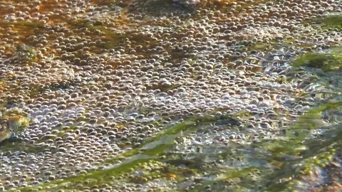 Bubbles rise in a stream with green plants during a sunny day 库存影片 335584059