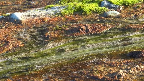 Bubbles rise in a stream with green plants during a sunny day 库存影片 335584060
