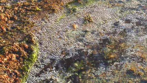 Bubbles rise in a stream with green plants during a sunny day 库存影片 335584062