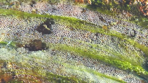 Bubbles rise in a stream with green plants during a sunny day 库存影片 335584064