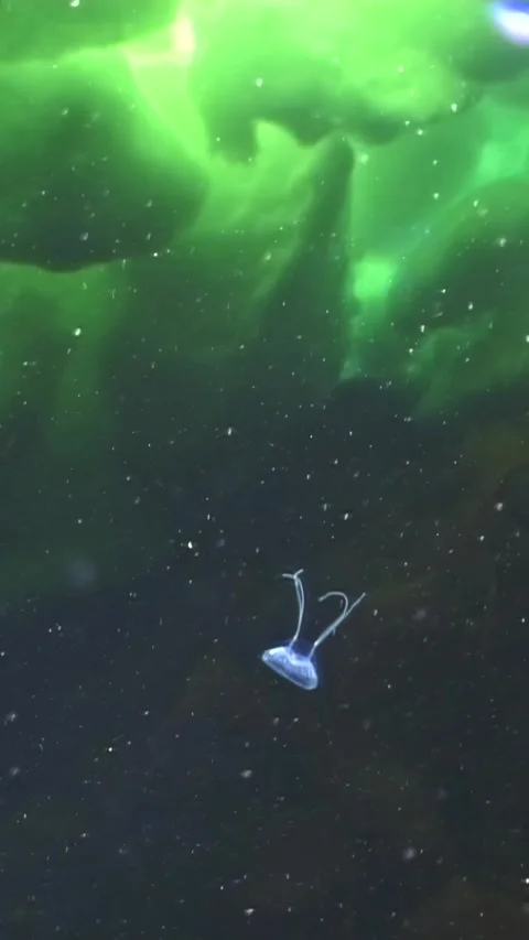 Bubbles rise under the ice in the tranquil, cold Arctic waters at night Видео 317276533