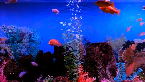 Bubbles rising from an air stone in a beautiful aquarium with colorful trop.. Vídeos de archivo 333247063