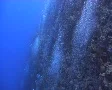 Bubbles rising up coral reef SD Footage