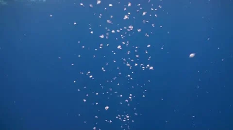 Bubbles rising Stock Footage 8982803