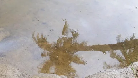 Bubbles Rising from Shallow Water in Rice Field Stock Footage 280167304