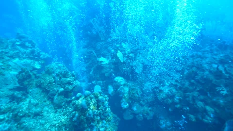 Bubbles from scuba divers come up from the reef floor at Mary's Place Stock Footage 212671326
