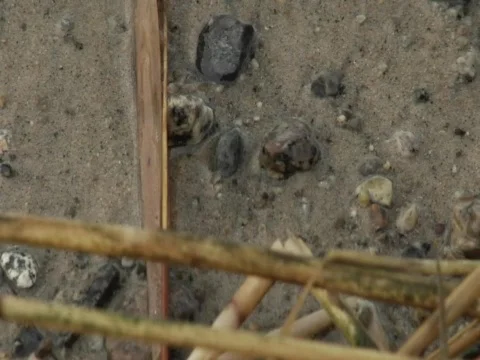 Bubbles on the Shore Stock Footage 356536