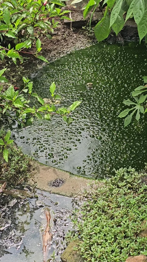 Bubbles Trapped in Thick Green Algae on Stagnant Water Vídeos de archivo 332479879
