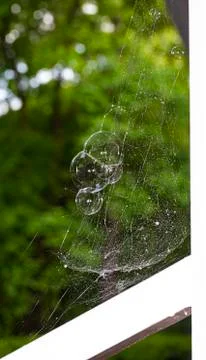 Bubbles Trapped in Web Foto stock