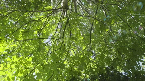 Bubbles with Trees Fast Stock Footage 147601183