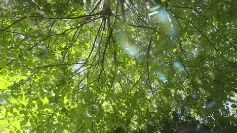 Bubbles with Trees Style Option Five Stock Footage 147602595