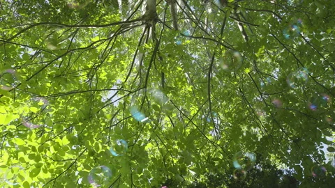 Bubbles with Trees Style Option Four Stock Footage 147602044