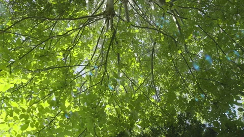 Bubbles with Trees Style Option Six Stock Footage 147603049