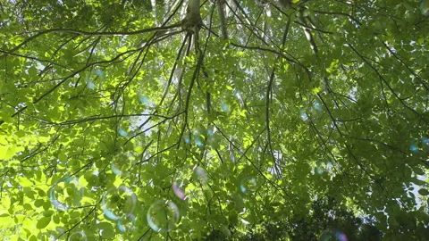 Bubbles with Trees Style Option Three Stock Footage 147601784