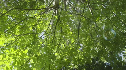 Bubbles with Trees Style Option Two Stock Footage 147601169