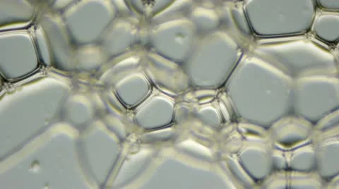 Bubbles under a microscope Stock Footage 11854514