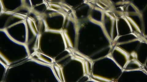 Bubbles under a microscope 動画素材 11854767
