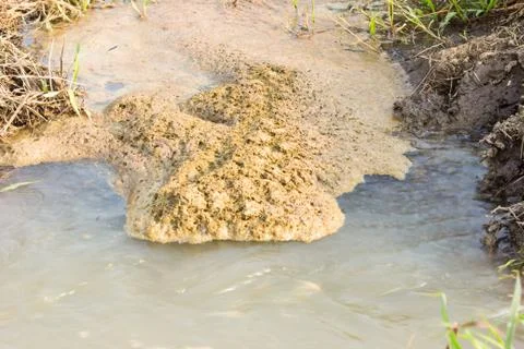 Bubbles of wastewater in rice  paddy Stock Photos