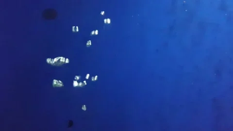 Bubbles in water rising up to the surface on blue background Stock Footage 195981100