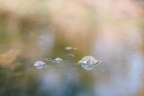 Bubbles on the water surface Stock Photos