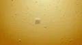 Bubbles in Wine or Bear HD Footage