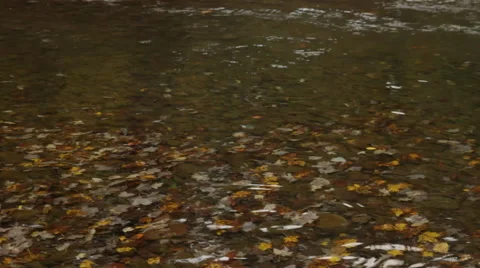 Bubbling Brook Stock Footage 40808333