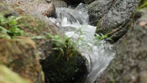 A bubbling brook weaves its way through an untouched forest, its crystal waters Stock Footage 312110319