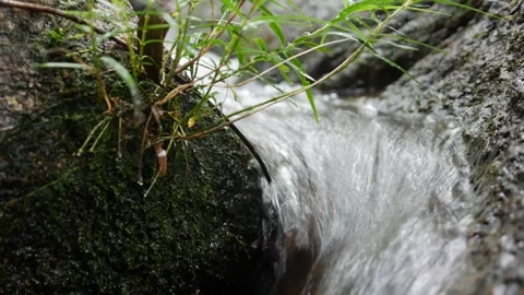 A bubbling brook weaves its way through an untouched forest, its crystal waters Stock Footage 313381722