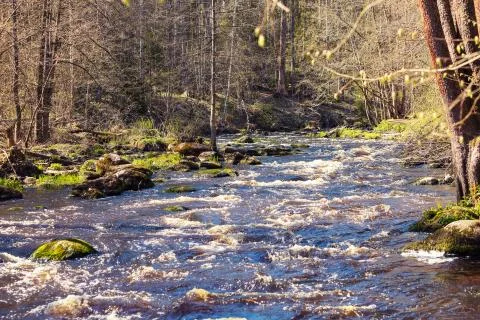 Bubbling forest river in rays of soft light, Saint-Petersburg, Russia Foto stock