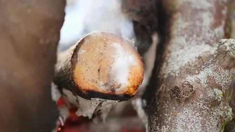 Bubbling glowing sap on tree branch burning in smoky outdoor campfire close.. Stock Footage 344337973