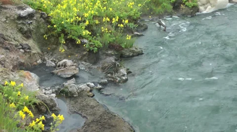 Bubbling hot spring and creek Stock Footage 32589327